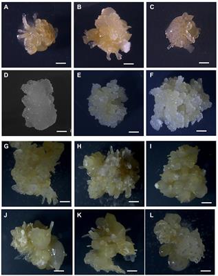 Efficient Genetic Transformation and Regeneration of a Farmer-Preferred Cassava Cultivar From Ghana